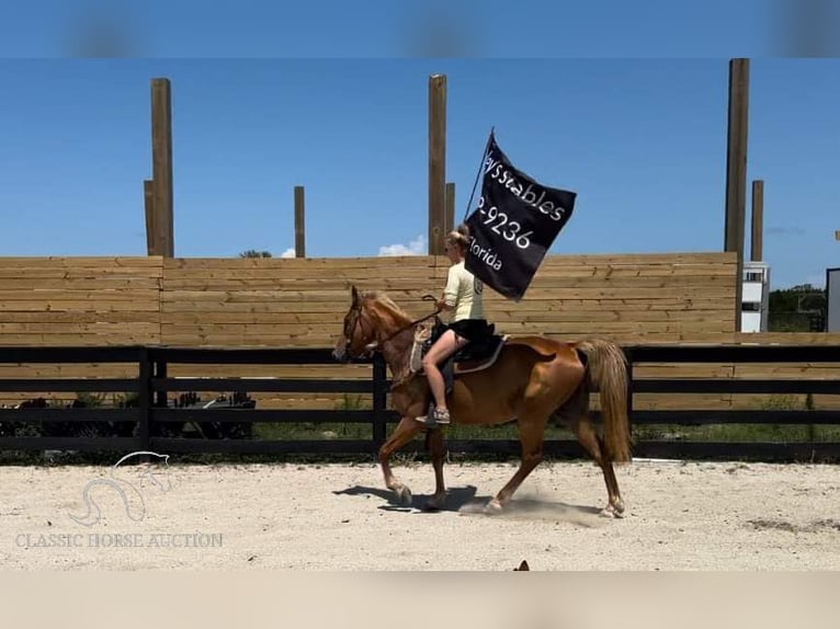 Tennessee Walking Horse Giumenta 17 Anni 142 cm Sauro ciliegia in Fort Pierce, FLORDIA