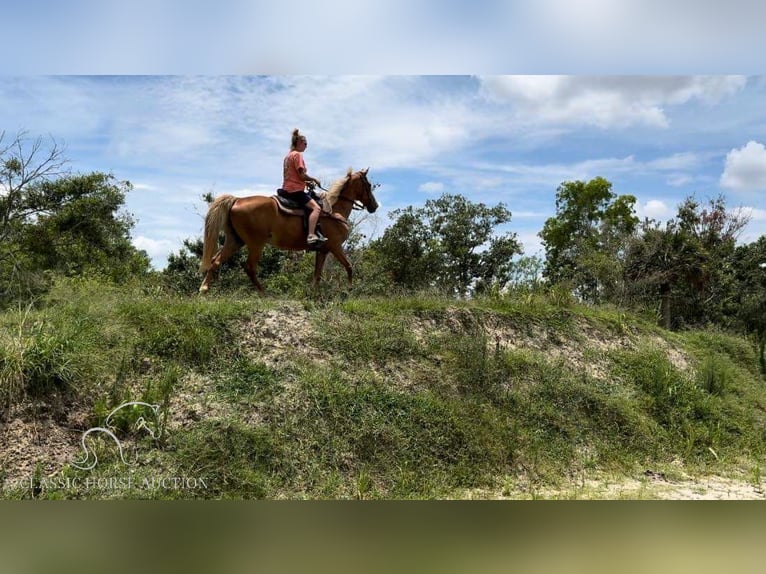 Tennessee Walking Horse Giumenta 17 Anni 142 cm Sauro ciliegia in Fort Pierce, FLORDIA