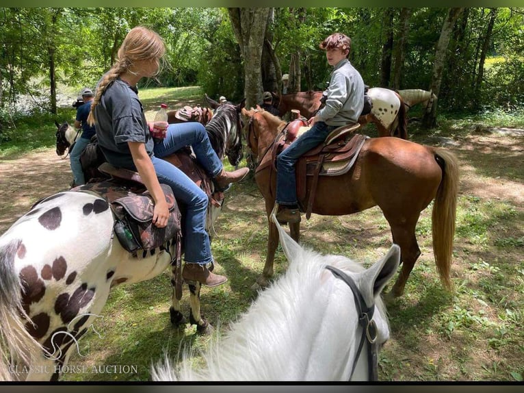 Tennessee Walking Horse Giumenta 17 Anni 142 cm Sauro ciliegia in Fort Pierce, FLORDIA