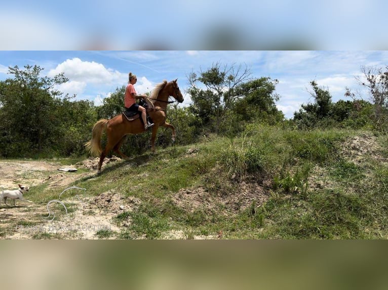 Tennessee Walking Horse Giumenta 17 Anni 142 cm Sauro ciliegia in Fort Pierce, FLORDIA