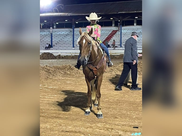 Tennessee Walking Horse Giumenta 17 Anni 142 cm Sauro ciliegia in Fort Pierce, FLORDIA