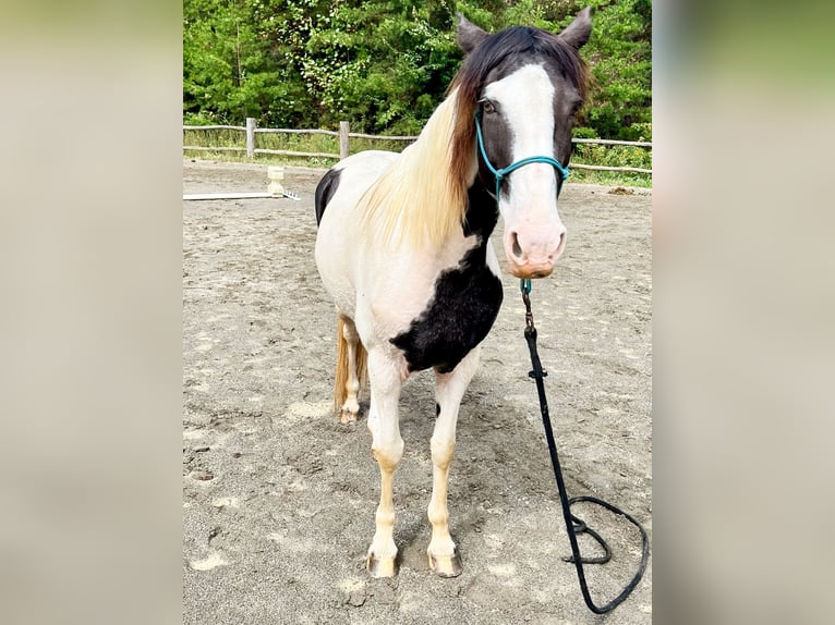 Tennessee Walking Horse Mix Giumenta 17 Anni 152 cm Tobiano-tutti i colori in Leicester