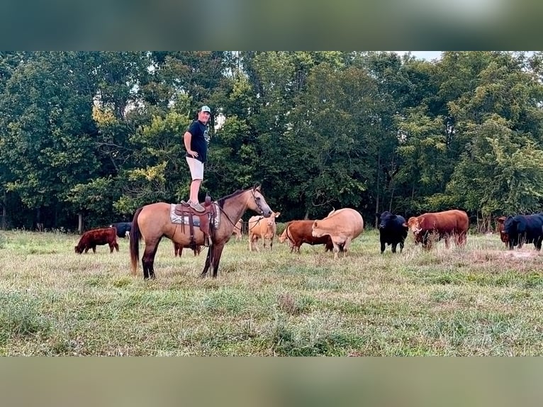 Tennessee Walking Horse Giumenta 17 Anni 155 cm Pelle di daino in Wallingford KY