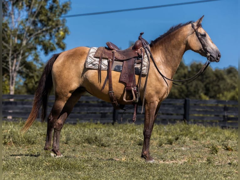 Tennessee Walking Horse Giumenta 17 Anni 155 cm Pelle di daino in Wallingford KY