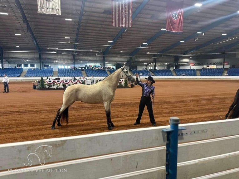 Tennessee Walking Horse Giumenta 1 Anno 152 cm Pelle di daino in Christiana, TN