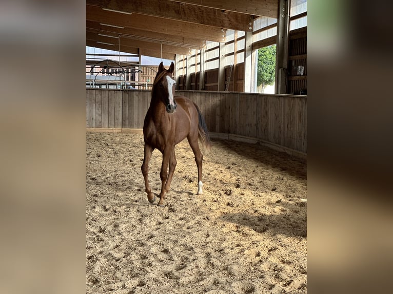 Tennessee Walking Horse Giumenta 2 Anni 157 cm Sauro in Wemding
