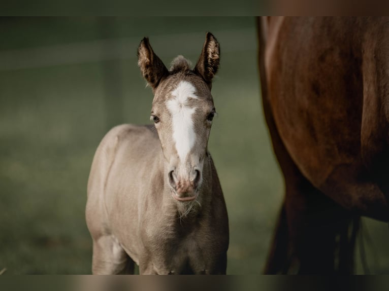 Tennessee Walking Horse Giumenta 2 Anni Morello in Engelschoff