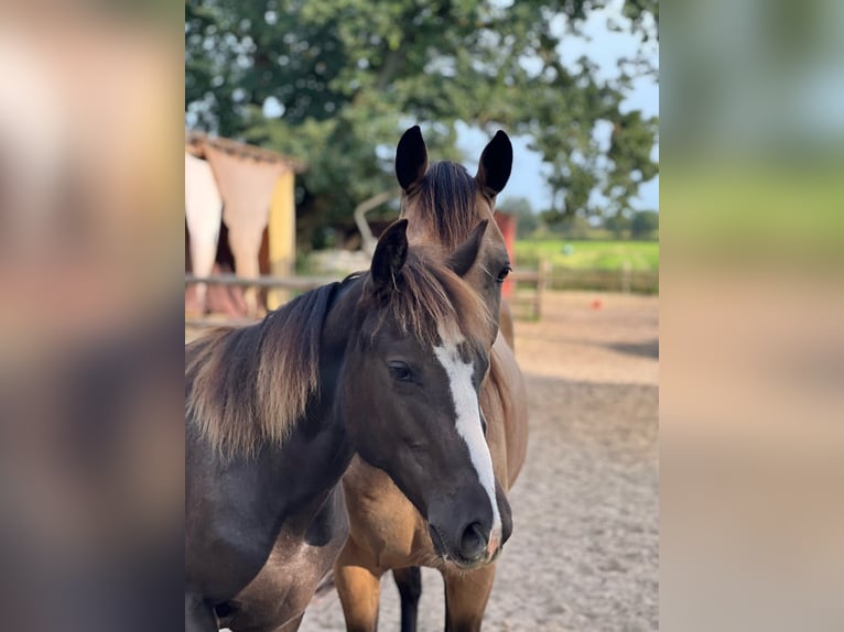 Tennessee Walking Horse Giumenta 2 Anni Morello in Engelschoff