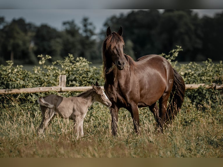 Tennessee Walking Horse Giumenta 2 Anni Morello in Engelschoff