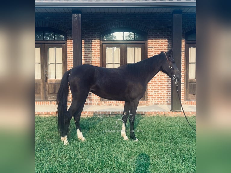 Tennessee Walking Horse Giumenta 3 Anni 142 cm Morello in Independence, LA