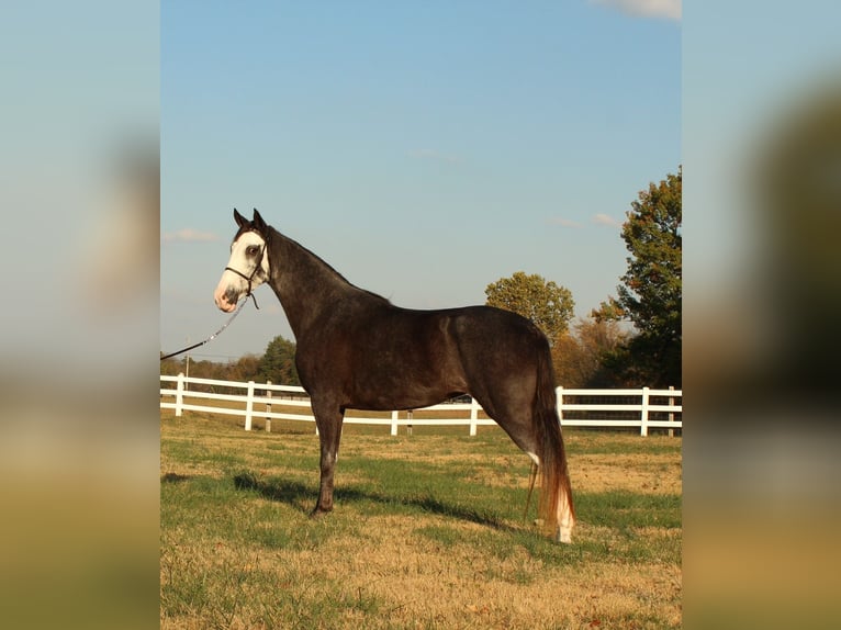 Tennessee Walking Horse Giumenta 3 Anni 152 cm Morello in LEWISBURG, TN