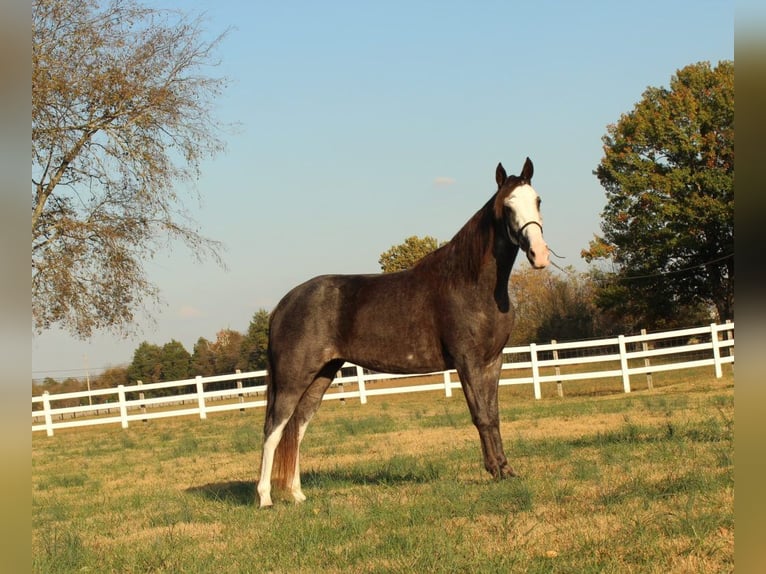 Tennessee Walking Horse Giumenta 3 Anni 152 cm Morello in LEWISBURG, TN