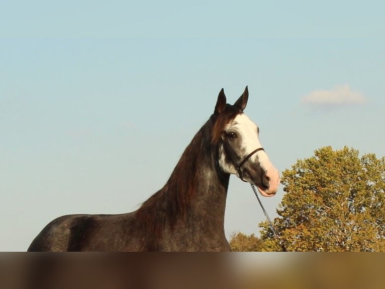 Tennessee Walking Horse Giumenta 3 Anni 152 cm Morello in LEWISBURG, TN