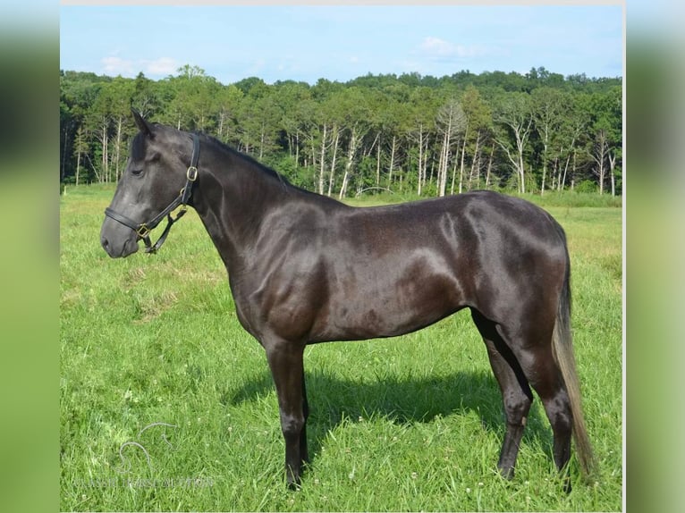 Tennessee Walking Horse Giumenta 4 Anni 152 cm Morello in Park Hills, MO