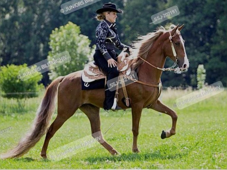 Tennessee Walking Horse Giumenta 4 Anni 154 cm Palomino in Voerde