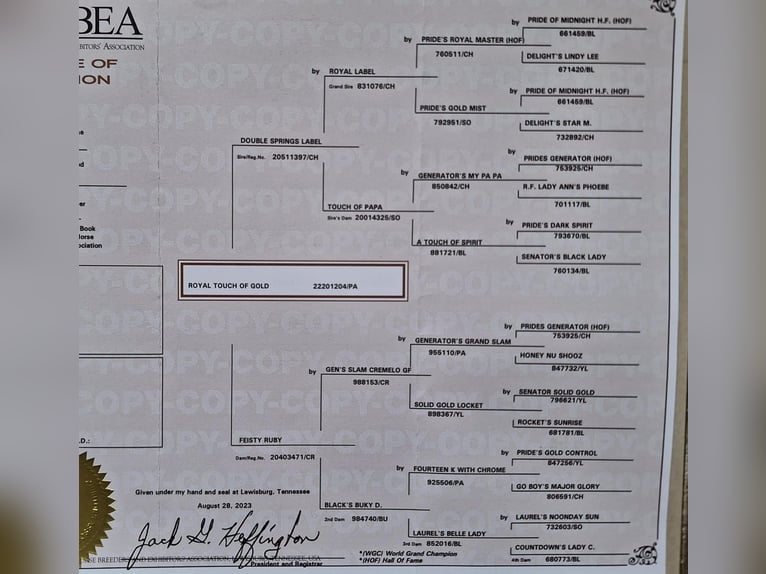 Tennessee Walking Horse Giumenta 4 Anni 154 cm Palomino in Voerde
