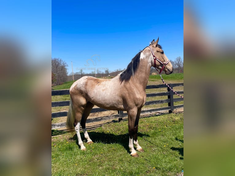 Tennessee Walking Horse Giumenta 4 Anni 163 cm Pelle di daino in Tyner,ky