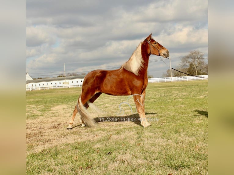 Tennessee Walking Horse Giumenta 4 Anni 163 cm Sauro ciliegia in Lewisburg