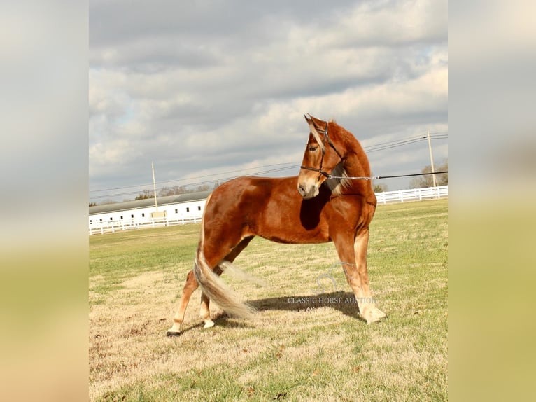 Tennessee Walking Horse Giumenta 4 Anni 163 cm Sauro ciliegia in Lewisburg