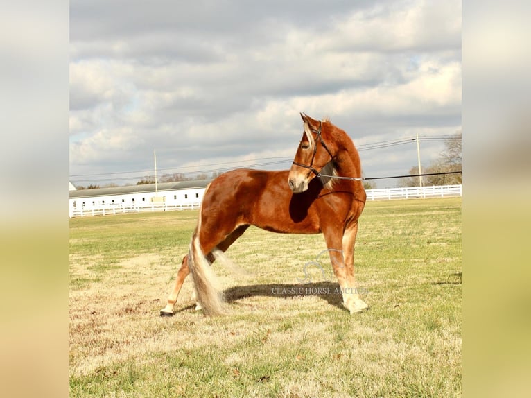 Tennessee Walking Horse Giumenta 4 Anni 163 cm Sauro ciliegia in Lewisburg