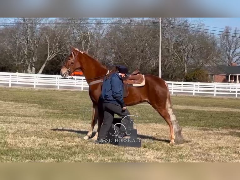 Tennessee Walking Horse Giumenta 4 Anni 163 cm Sauro ciliegia in Lewisburg