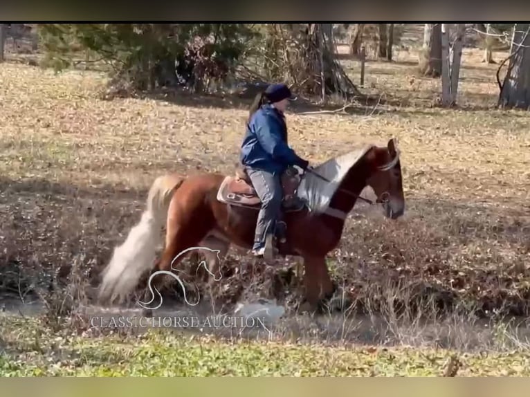 Tennessee Walking Horse Giumenta 4 Anni 163 cm Sauro ciliegia in Lewisburg