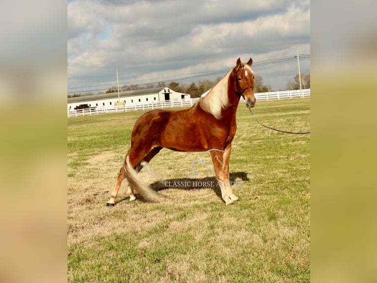 Tennessee Walking Horse Giumenta 4 Anni 163 cm Sauro ciliegia in Lewisburg