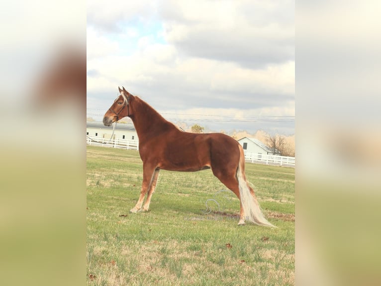 Tennessee Walking Horse Giumenta 4 Anni 163 cm Sauro ciliegia in Lewisburg