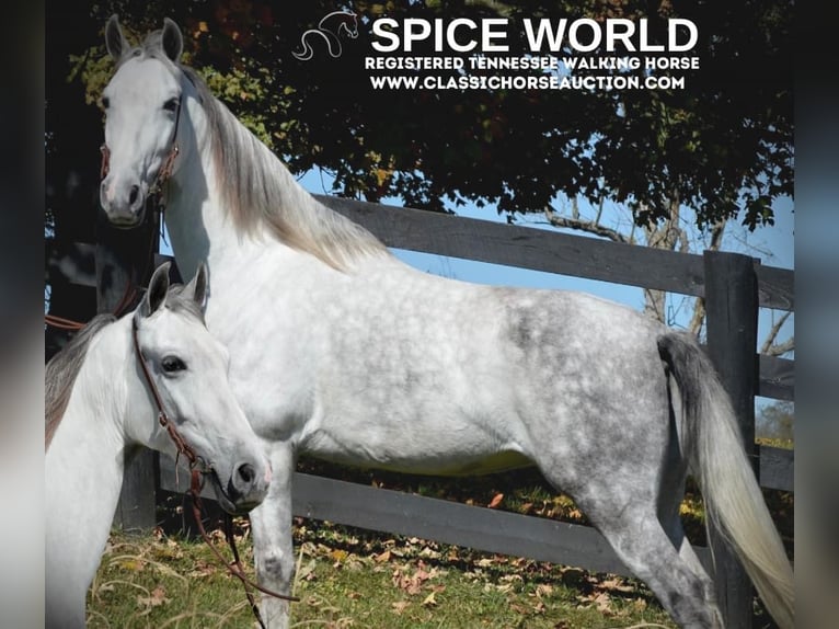 Tennessee Walking Horse Giumenta 5 Anni 142 cm Grigio in Hustonville, KY