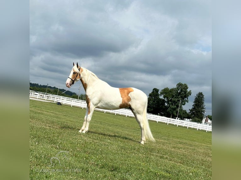 Tennessee Walking Horse Giumenta 5 Anni 152 cm Palomino in Lewisburg, TN