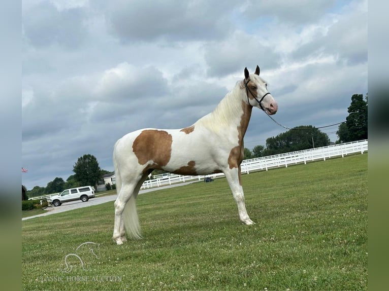 Tennessee Walking Horse Giumenta 5 Anni 152 cm Palomino in Lewisburg, TN