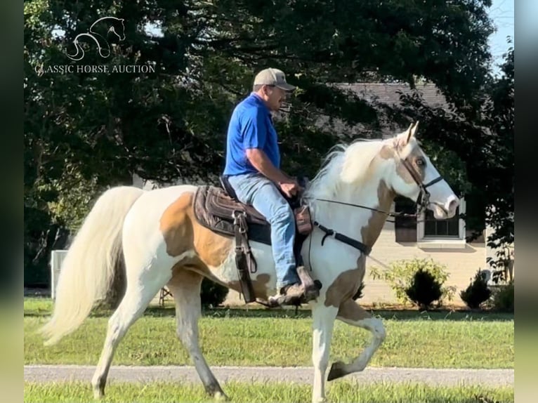 Tennessee Walking Horse Giumenta 5 Anni 152 cm Palomino in Lewisburg, TN