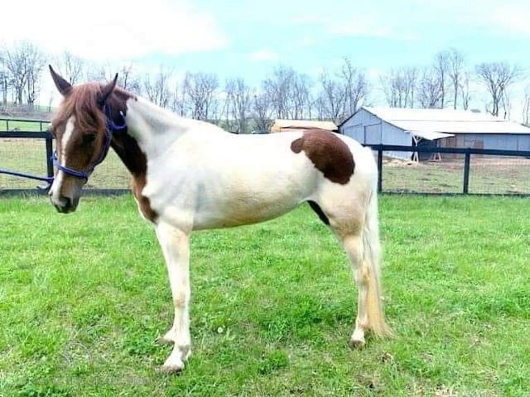 Tennessee Walking Horse Giumenta 5 Anni 152 cm Sauro ciliegia in Winchester, KY