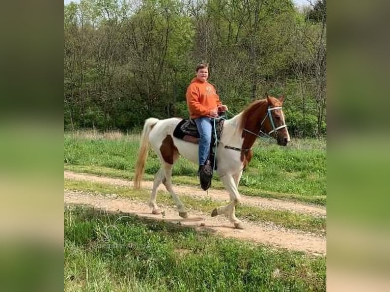 Tennessee Walking Horse Giumenta 5 Anni 152 cm Sauro ciliegia in Winchester, KY