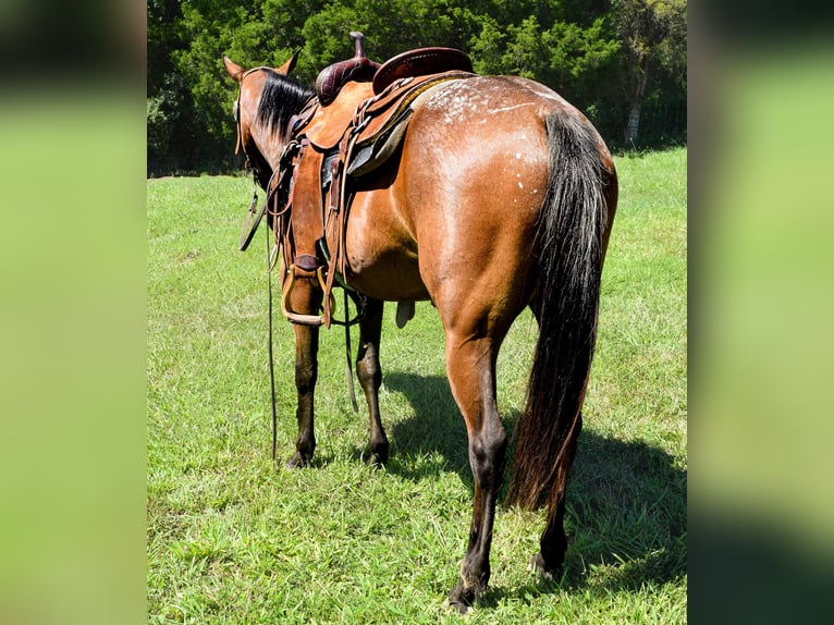 Tennessee Walking Horse Giumenta 6 Anni 137 cm Baio ciliegia in Greenville KY