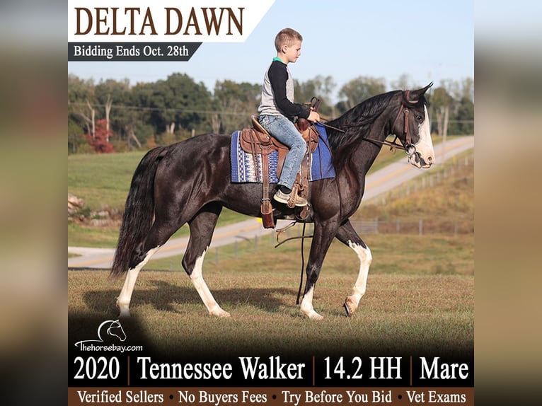 Tennessee Walking Horse Giumenta 6 Anni 147 cm Sabino in Parkers Lake, KY