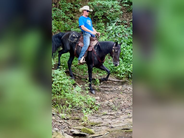 Tennessee Walking Horse Giumenta 6 Anni Morello in Olive Hill