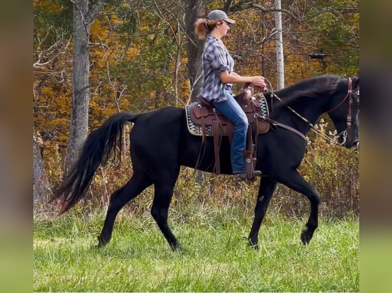 Tennessee Walking Horse Giumenta 6 Anni Morello in Olive Hill