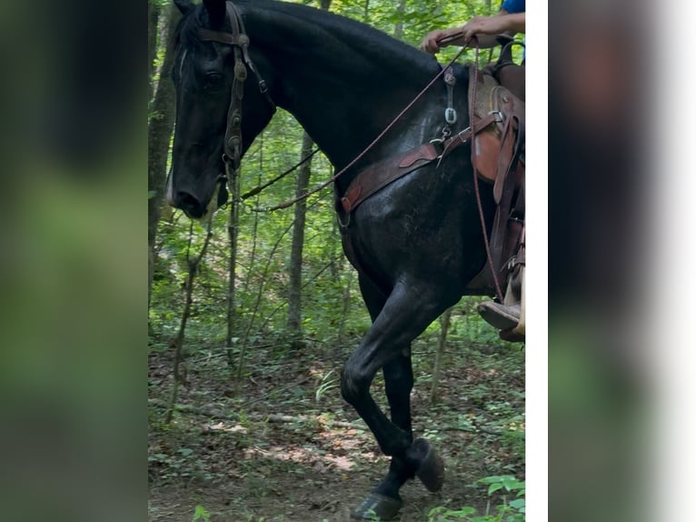 Tennessee Walking Horse Giumenta 6 Anni Morello in Olive Hill