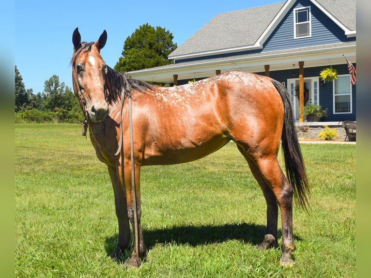 Tennessee Walking Horse Giumenta 7 Anni 137 cm Baio ciliegia in Greenville KY