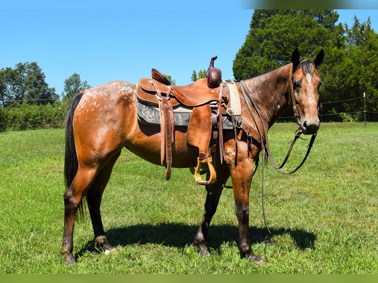 Tennessee Walking Horse Giumenta 7 Anni 137 cm Baio ciliegia in Greenville KY