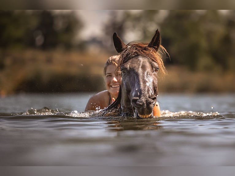 Tennessee Walking Horse Giumenta 7 Anni 155 cm Morello in Engelschoff