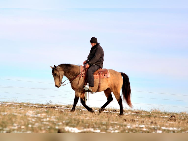 Tennessee Walking Horse Giumenta 7 Anni Pelle di daino in Rebersburg