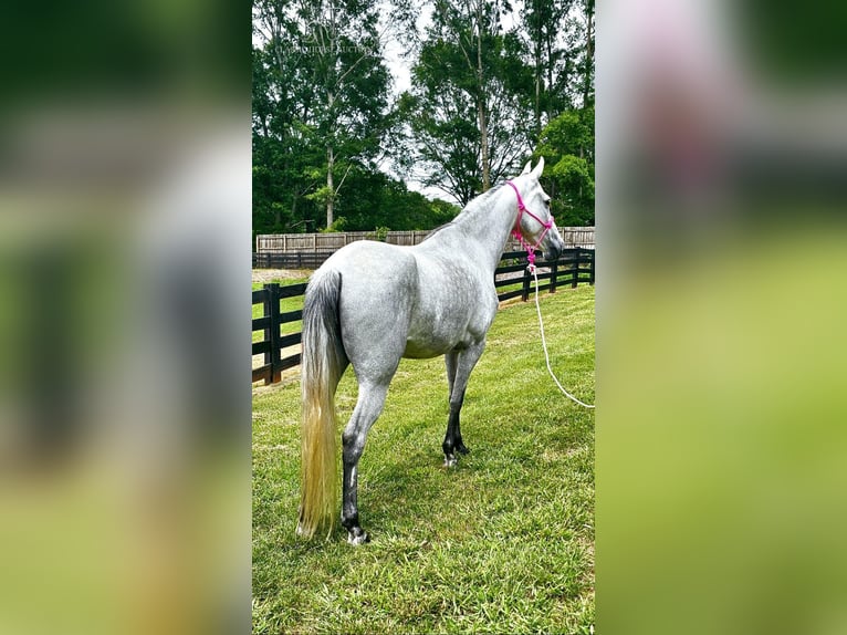 Tennessee Walking Horse Giumenta 8 Anni 142 cm Grigio in Gillsville, ga