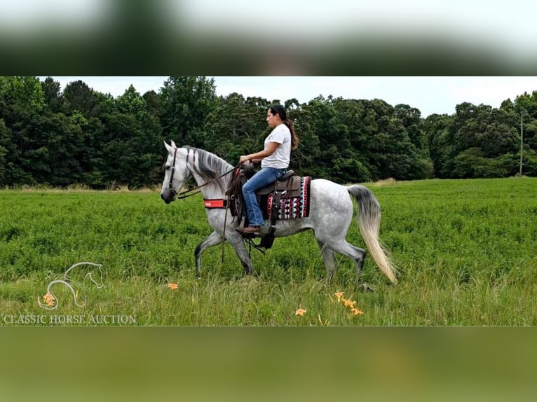 Tennessee Walking Horse Giumenta 8 Anni 142 cm Grigio in Gillsville, ga