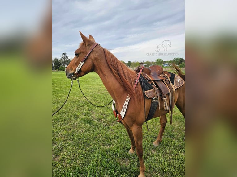 Tennessee Walking Horse Giumenta 8 Anni 142 cm Sauro ciliegia in Winchester, KY