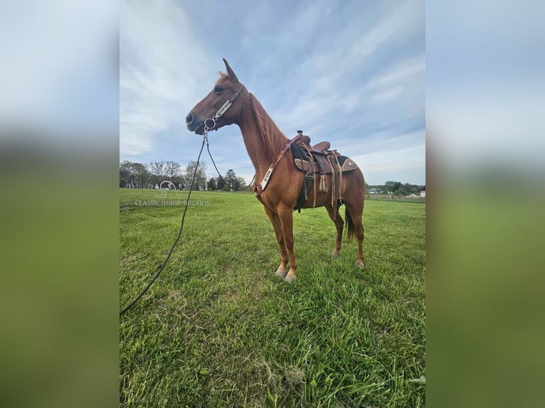 Tennessee Walking Horse Giumenta 8 Anni 142 cm Sauro ciliegia in Winchester, KY