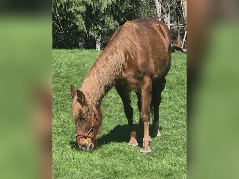 Tennessee Walking Horse Giumenta 8 Anni 163 cm Sauro ciliegia in Poulsbo, Wa