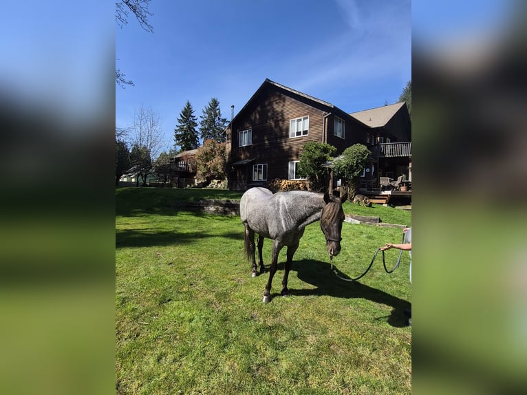 Tennessee Walking Horse Giumenta 8 Anni 163 cm Sauro ciliegia in Poulsbo, Wa