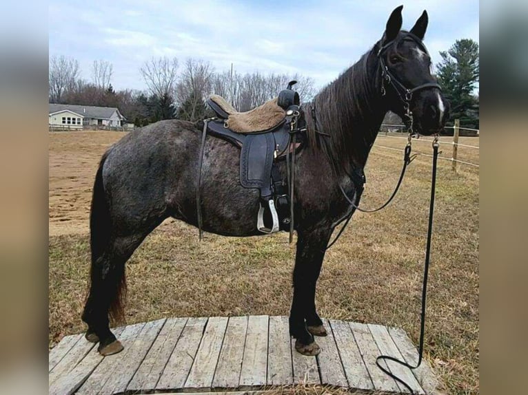 Tennessee Walking Horse Giumenta 9 Anni 150 cm Roano blu in Pinckney MI